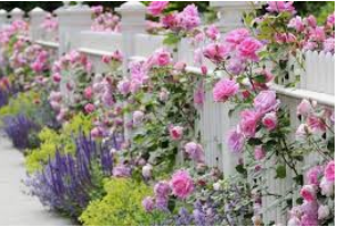 flowers in front of a white fence